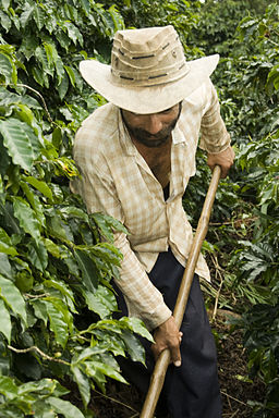 The 3 Processing Techniques that Coffee Farmers Use
